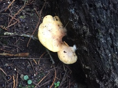 Crepidotus praecipuus