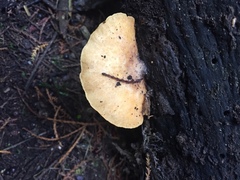 Crepidotus praecipuus