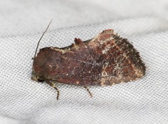 Elusa antennata