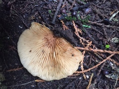 Crepidotus praecipuus