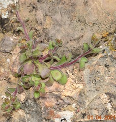 Campanula erinus