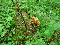 Gyromitra sphaerospora