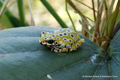 Hyperolius marginatus