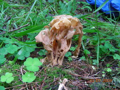 Gyromitra sphaerospora