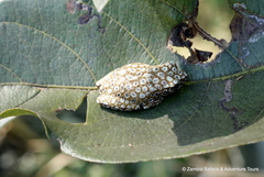 Hyperolius marginatus