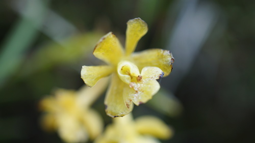 Image of Epidendrum zipaquiranum by (c) Jairo Pinto, some rights reserved (CC BY)
