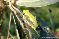 Hyperolius marginatus