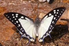 Polyura eudamippus
