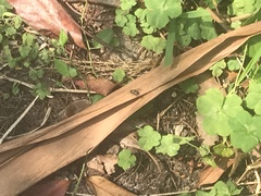 Diptera