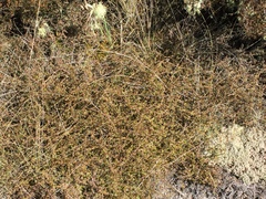 Coprosma brunnea