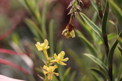 Epidendrum zipaquiranum