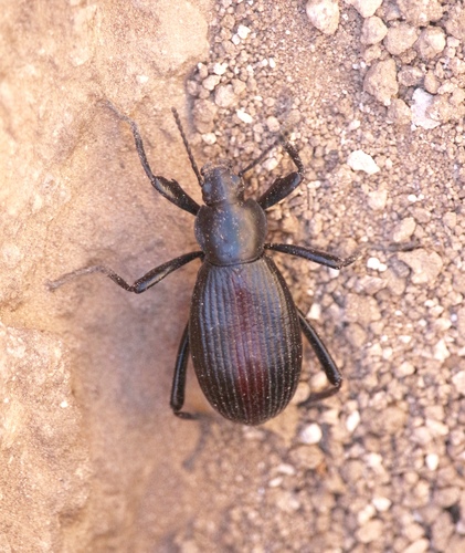 Rough-lipped Darkling Beetle