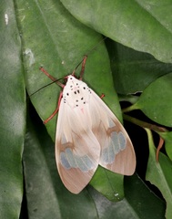 Amerila astreus