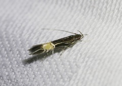 Cosmopterix aculeata
