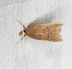 Lecitholaxa thiodora