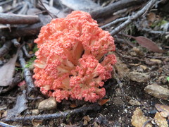 Ramaria botrytoides