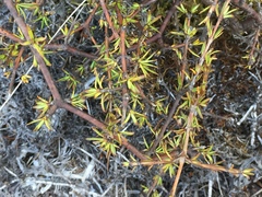 Coprosma brunnea
