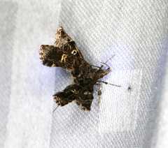 Nosphistica bisinuata