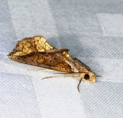 Plusiodonta coelonota