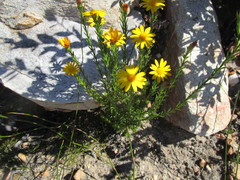 Osteospermum glabrum