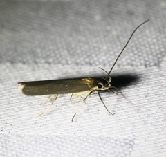 Tegenocharis tenebrans