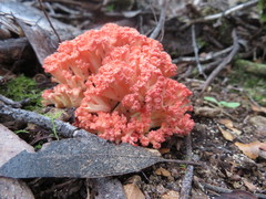 Ramaria botrytoides