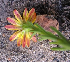 Osteospermum glabrum