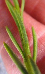 Osteospermum glabrum