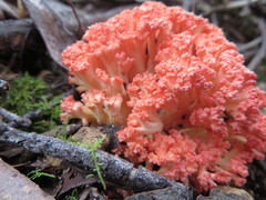 Ramaria botrytoides