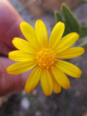 Osteospermum glabrum