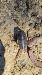 Polyzosteria limbata