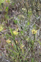 Epidendrum zipaquiranum