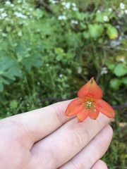Delphinium nudicaule