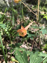 Delphinium nudicaule