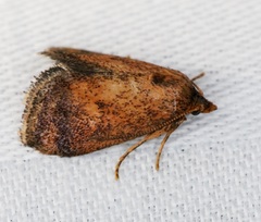Epsteinius translucidus
