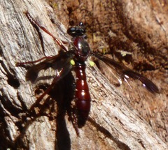 Daptolestes leei