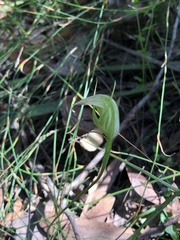 Pterostylis acuminata