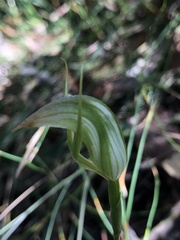 Pterostylis acuminata