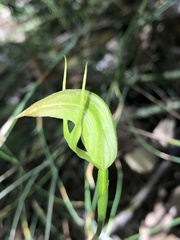 Pterostylis acuminata