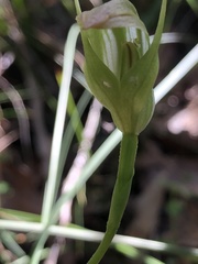 Pterostylis acuminata