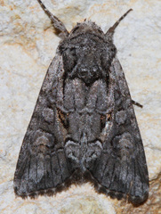 Lacinipolia teligera