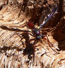 Daptolestes leei