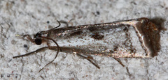 Microcrambus croesus
