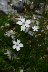 Heliosperma alpestre