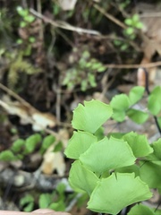 Adiantum jordanii image