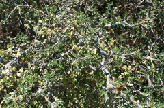 Sophora prostrata