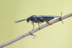 Symphyta