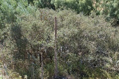 Sophora prostrata