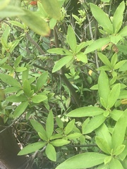Insecta