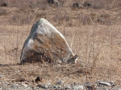 Urocitellus undulatus